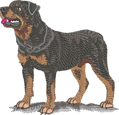 J-7018RottweilerStanding_L