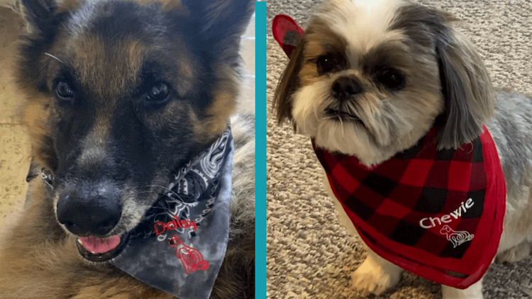 dog with bandanas